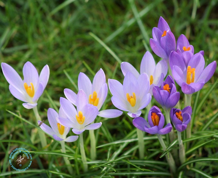 Crocus 8P31D-14.JPG